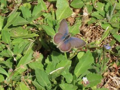 Zizeeria knysna knysna