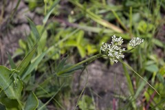 Agathisanthemum bojeri