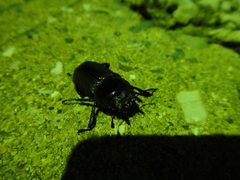 Dorcus striatipennis