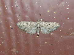 Eupithecia