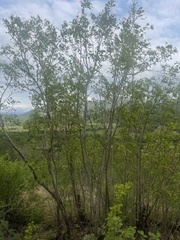 Pterocarpus rotundifolius