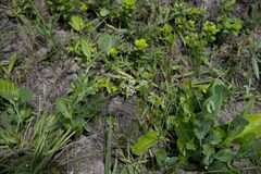 Agathisanthemum bojeri