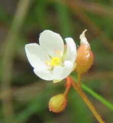Drosera