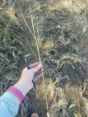 Panicum repens