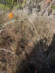 Andropogon capillipes