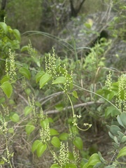 Dioscorea cotinifolia