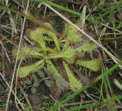 Drosera