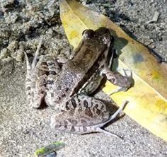 Leptodactylus insularum