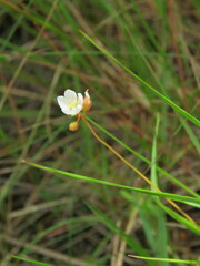 Drosera