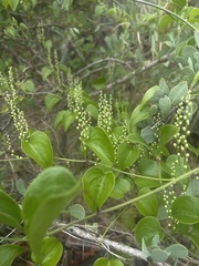 Dioscorea cotinifolia