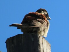 Passer melanurus melanurus