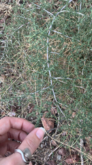 Asparagus acutifolius