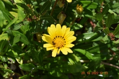 Gazania rigens