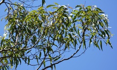Angophora costata