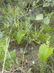Dioscorea cotinifolia