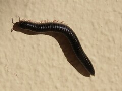 Ommatoiulus moreleti