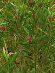 Leucadendron conicum
