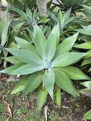 Agave