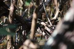 Nerodia clarkii compressicauda