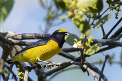 Euphonia affinis