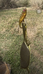 Apalone spinifera guadalupensis