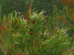 Leucadendron conicum
