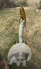 Apalone spinifera guadalupensis