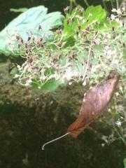 Heuchera missouriensis