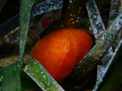 Aplidium elegans