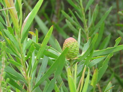 Leucadendron eucalyptifolium