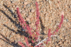 Amaranthus fimbriatus