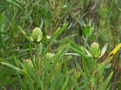 Leucadendron eucalyptifolium