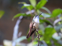 Lampornis viridipallens