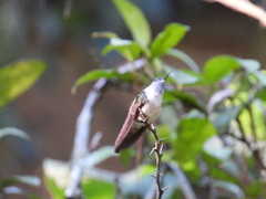 Lampornis viridipallens