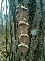 Phellinopsis conchata