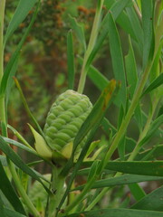 Leucadendron eucalyptifolium