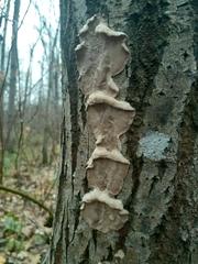 Phellinopsis conchata