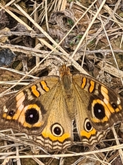 Junonia evarete