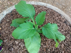Salvia divinorum