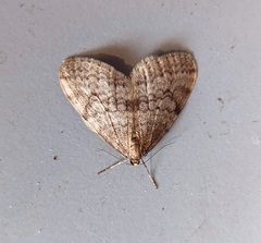 Operophtera bruceata