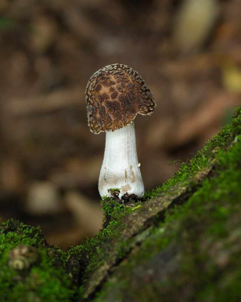 Oudemansiella cubensis · October 2022 · photo: © deniszabin (iNaturalist, cc-by)