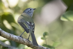 Myiopagis viridicata