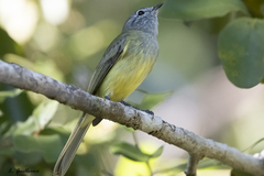 Myiopagis viridicata