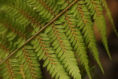 Cyathea capensis
