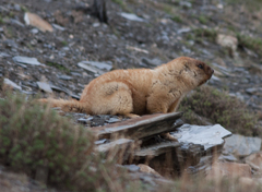 Marmota baibacina