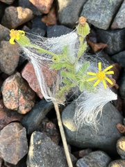 Senecio vulgaris