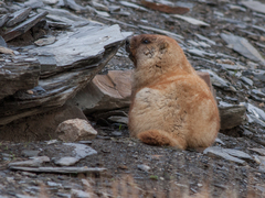 Marmota baibacina