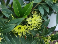 Xanthostemon chrysanthus