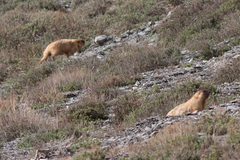 Marmota baibacina
