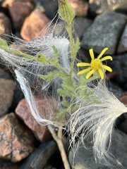 Senecio vulgaris